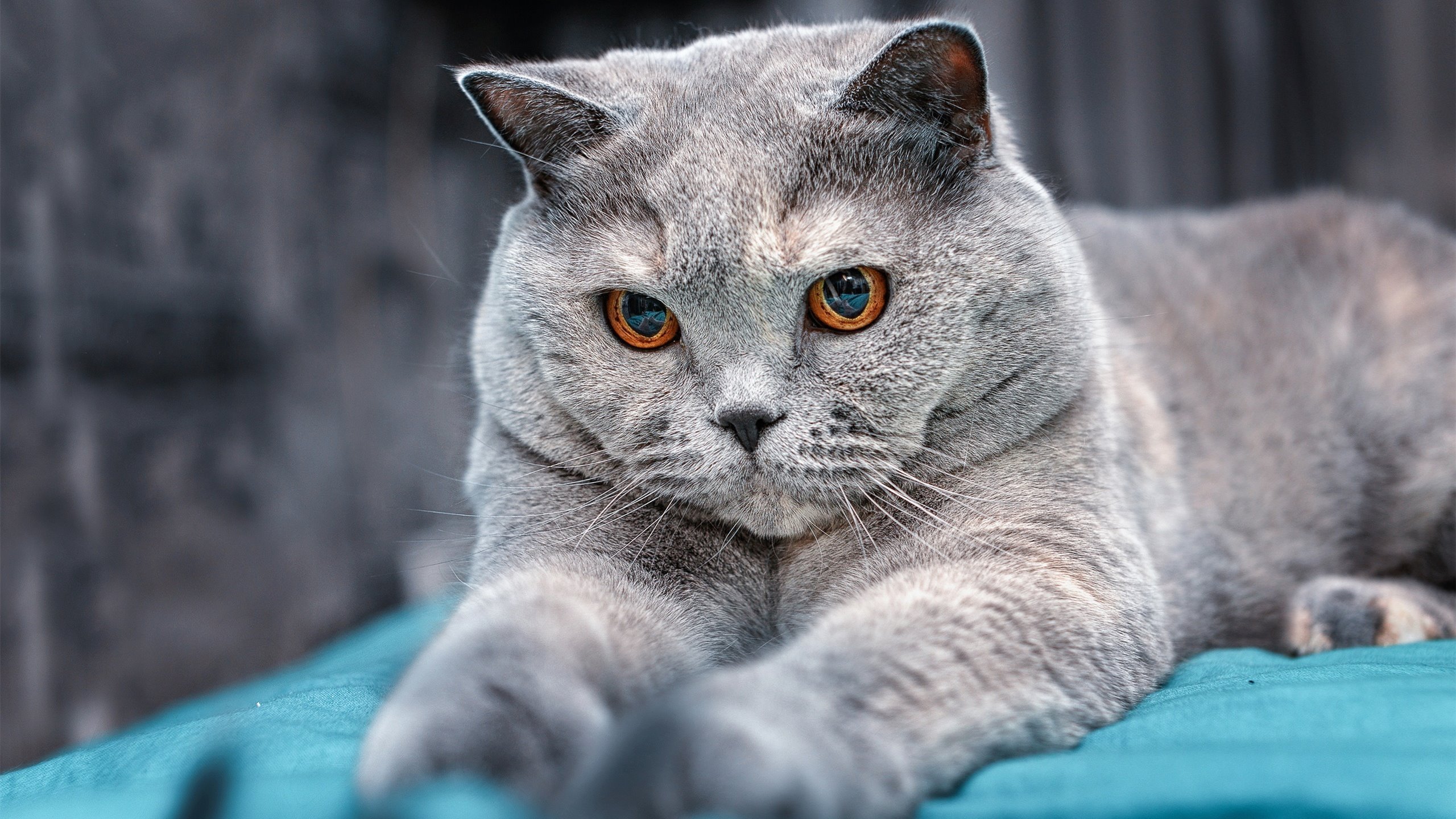 快船对阵山西队,霍勒迪存在感拉满,攻防两端诠释隐形引擎