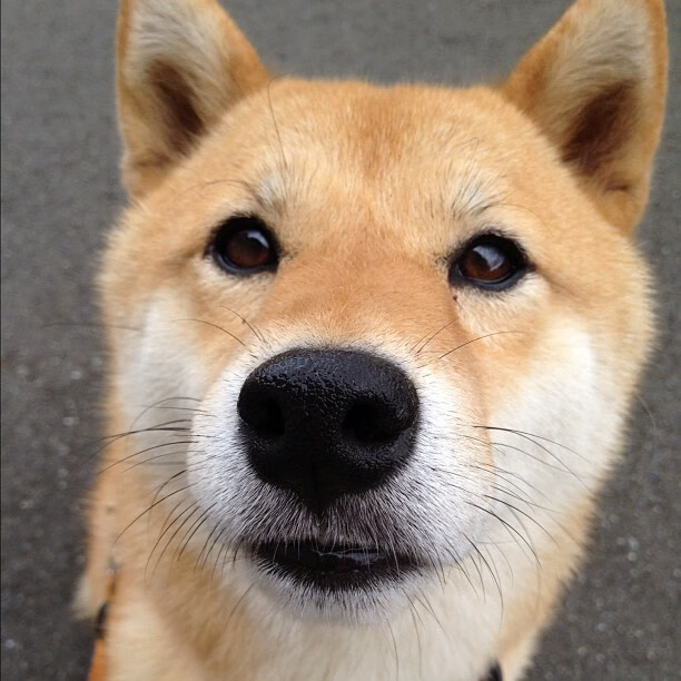 莫兰特节奏完全掌控,浙江队粉碎辽宁队卫冕梦