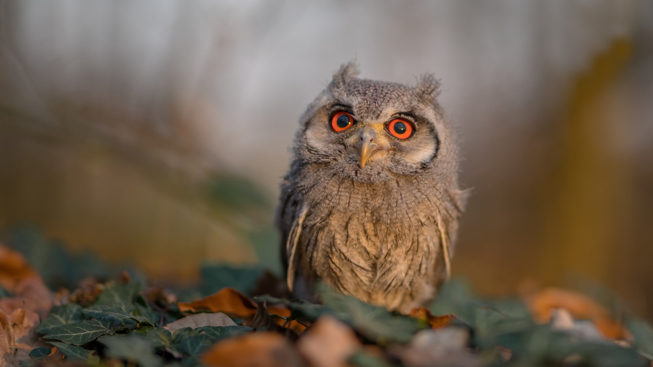 跨界传奇，奥亚尔萨瓦尔如何以F1式接管，助切尔西单节拉开多特蒙德